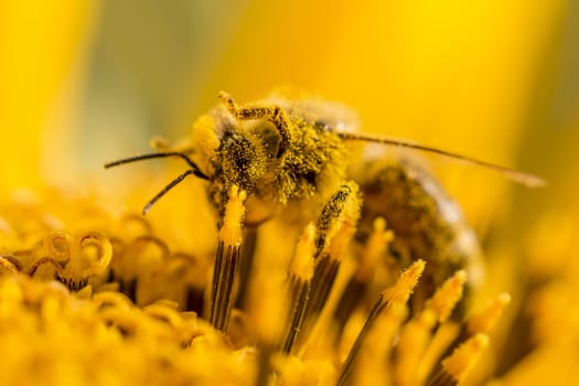 The animal is sitting on a flower in summer or autumn time. Many little orange pollen on its body. Important for environment and ecology.