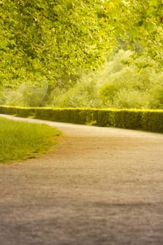 The warm summer sun shines through the trees of a beautiful avenue.