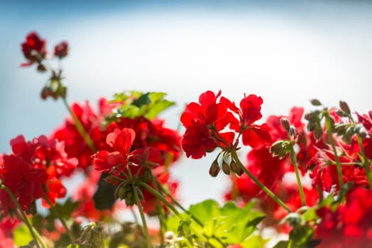 Red flowers in foreground and blue sky in background