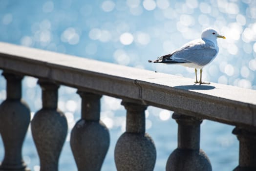 Seagull standing on railing at seaside. Blue water in background and bird in foreground.
