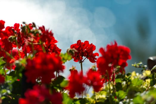 Red flowers in foreground and blue sky in background