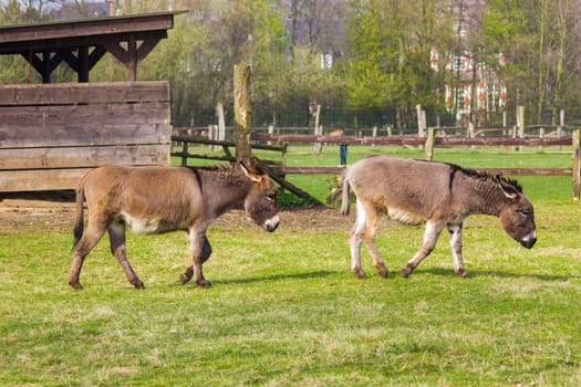 two funny donkeys in the petting zoo
