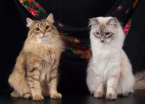 Cute cats, furry pets and friends. Domestic cat