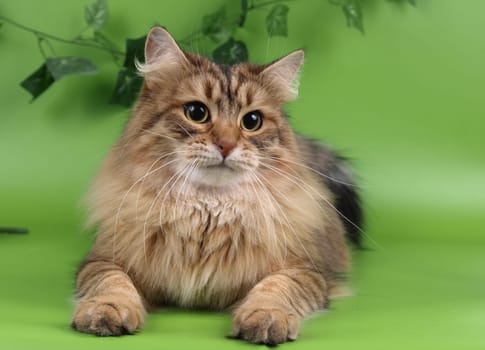 Cute cats, furry pets and friends. Domestic cat