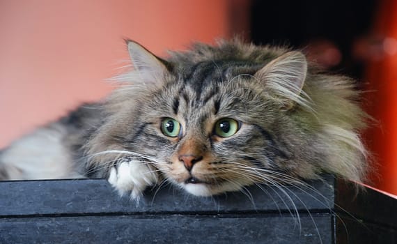 Cute cats, furry pets and friends. Domestic cat