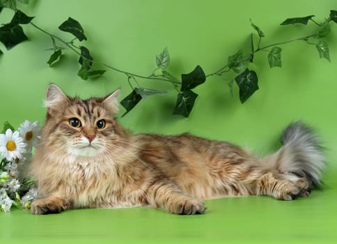Cute cats, furry pets and friends. Domestic cat