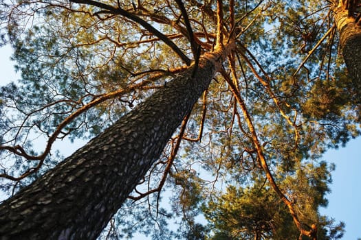 High pine tree. View up at the trunk and tops of pine tree. Selective focus.