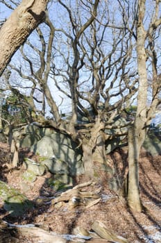 a solitary tree with many crooked branches against a blue sky
