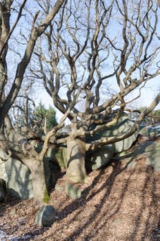 a solitary tree with many crooked branches against a blue sky