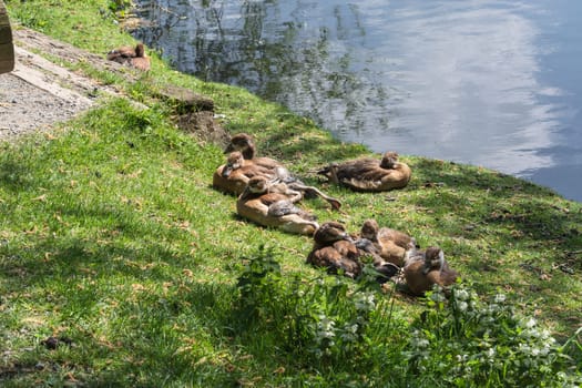 Duck family in lying in the grass on the shore of a small lake..