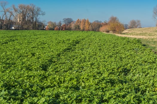 An Agra field in winter. Planted with winter vegetables..
