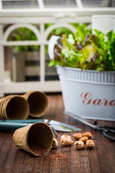 Planting - seeds, onions with garden tools and fresh salad