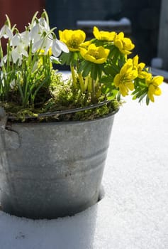 The first signs of spring. Winter aconite and snowdrops in a zinc pot stands in fresh snow