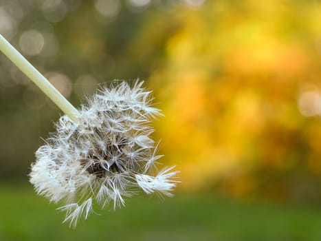 Downy ripe seed head of the dandelion closeup on a blurred background of grass