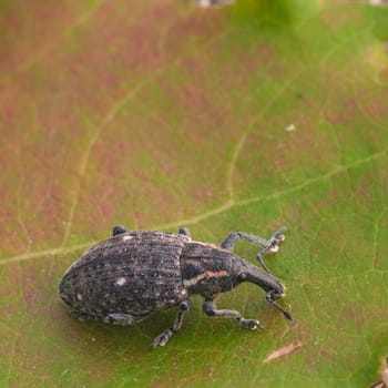 Macro of a Snout Beetle resting on a leaf.