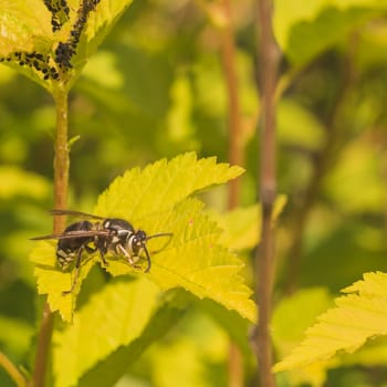Macro of a yellow jacket resting on a leaf.