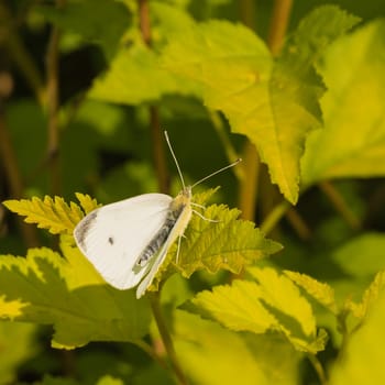 Macro of white cabbage butterfly resting on a leaf