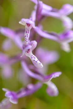 Wild orchid in Sardinia, natural hybrid grows in the undergrowth.