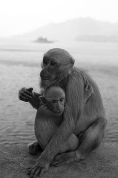 monkey and baby monkey hugging black white