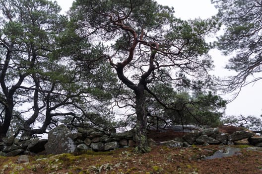 a pine tree with many crooked branches against a grey sky