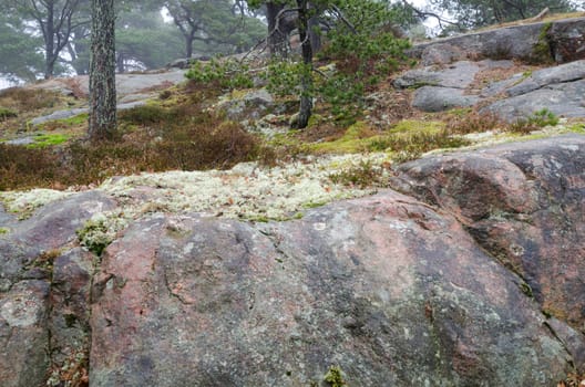 one little forrest with tree and stone and a lot of moss