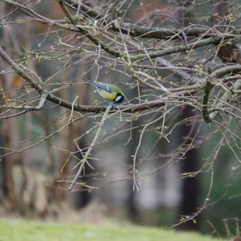 one great tit sitting in tree looking for food