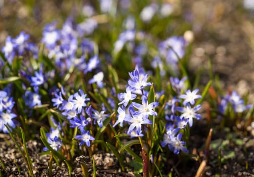 Glory of the snow. Chionodoxa. One of the very earliest signs of spring is when the glory of the snow emerges with its magnificent blue star-shaped petals and white center
