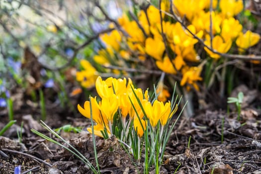Yellow crocuses growing up in small bunches and is one of the first signs of spring