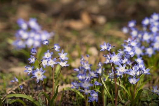 Glory of the snow. Chionodoxa. One of the very earliest signs of spring is when the glory of the snow emerges with its magnificent blue star-shaped petals and white center