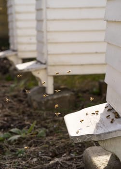 White Hives with a lively traffic of bees buzzing fly in and out of the hive in their hunt for food, Pollen