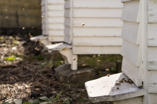 White Hives with a lively traffic of bees buzzing fly in and out of the hive in their hunt for food, Pollen