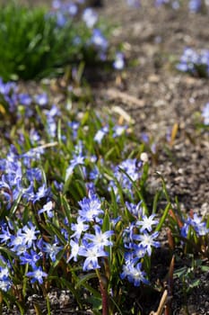 Glory of the snow. Chionodoxa. One of the very earliest signs of spring is when the glory of the snow emerges with its magnificent blue star-shaped petals and white center