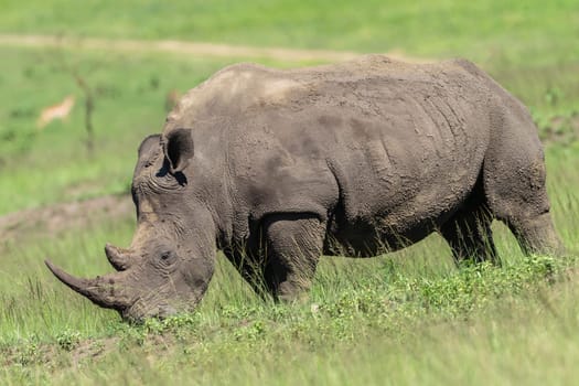 Rhino wildlife animal in protected wilderness reserve