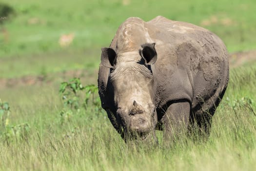 Rhino wildlife animal in protected wilderness reserve