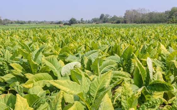 Tobacco plants growing in a field in Thailand