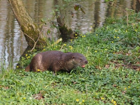 Eurasian river otter