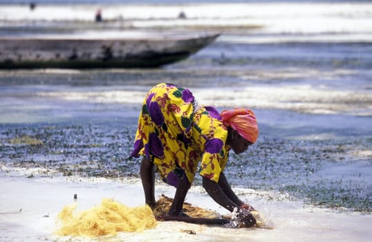 A woman works on her seagrass plantation on the eastern coast of Zanzibar Island,Tanzania in the Indian Ocean.