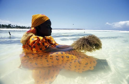 A woman works on her seagrass plantation on the eastern coast of Zanzibar Island,Tanzania in the Indian Ocean.