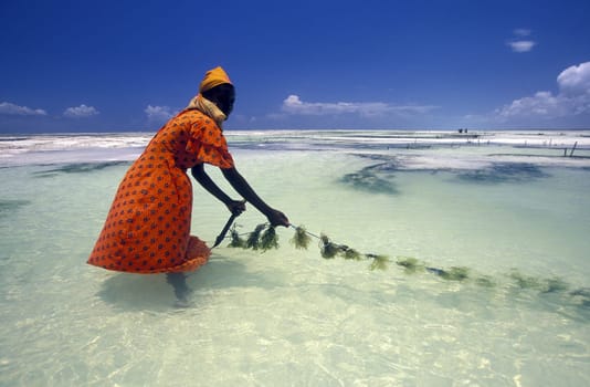 A woman works on her seagrass plantation on the eastern coast of Zanzibar Island,Tanzania in the Indian Ocean.
