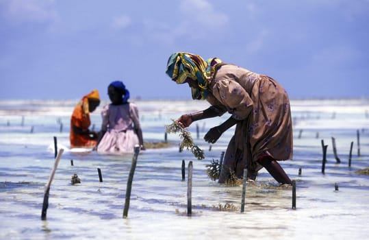 A woman works on her seagrass plantation on the eastern coast of Zanzibar Island,Tanzania in the Indian Ocean.