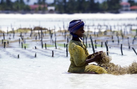A woman harvests plantations in the seagrass in Bwejuu,east of the Indian Ocean island of Zanzibar,Tanzania,Africa.