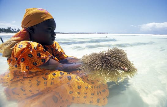 A woman works on her seagrass plantation on the eastern coast of Zanzibar Island,Tanzania in the Indian Ocean.