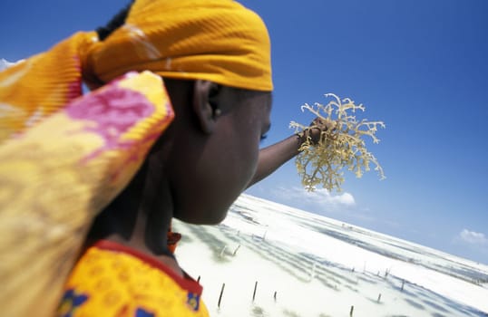 A woman works on her seagrass plantation on the eastern coast of Zanzibar Island,Tanzania in the Indian Ocean.