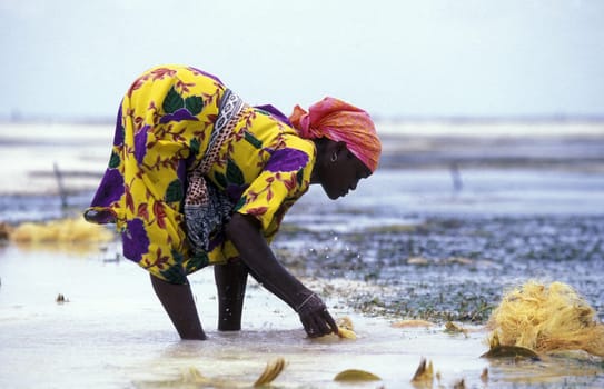 A woman works coconut fibers in the seagrass plantations in Bwejuu in the eastern island of Zanzibar in the Indian Ocean in Tanzania,Africa.
