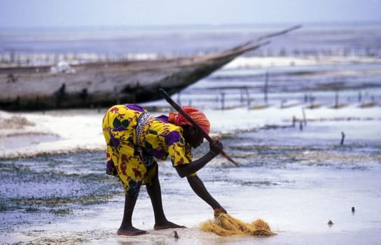 A woman near Bwejuu on the eastern coast of the island of Sansibar in the Indian Ocean in Tanzania in East Africa.