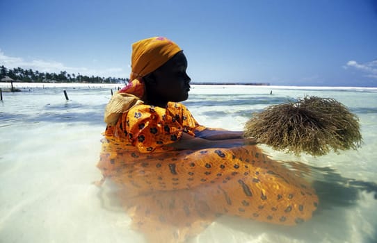 A woman harvesting seagrass at a seagrass plantation near Bwejuu on the eastern coast of Zanzibar Island in the Indian Ocean in Tanzania,East Africa.