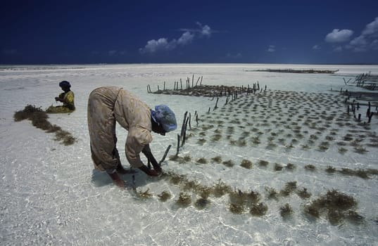 A woman works on her seagrass plantation on the eastern coast of Zanzibar Island,Tanzania in the Indian Ocean.