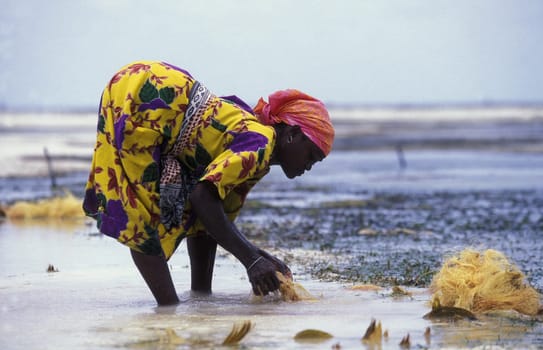 A woman works on her seagrass plantation on the eastern coast of Zanzibar Island,Tanzania in the Indian Ocean.