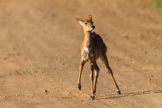 Buck calf nyala running from predator across dirt road wildlife animal
