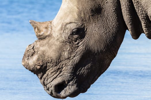 Rhino wildlife animal in protected wilderness reserve